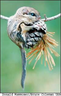 The diminutive southern flying squirrel can be found throughout the eastern United States and west to the eastern edge of the Great Plains.